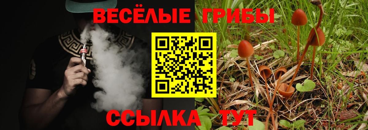 Шатура  Галлюциногенные грибы Psilocybine cubensis  Вход с VPN 